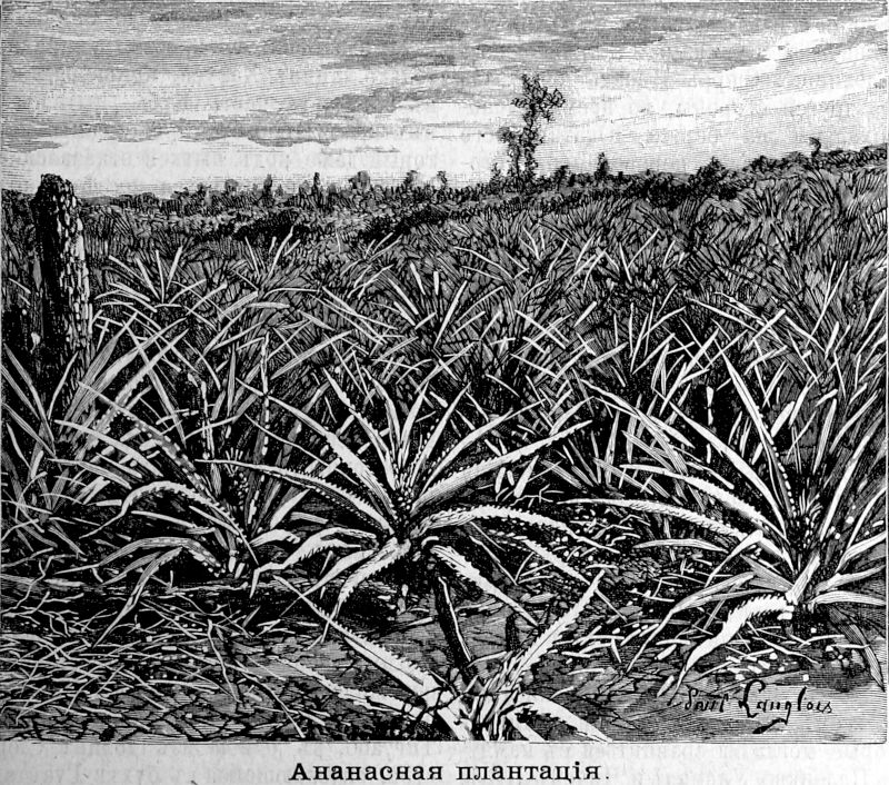 613 Ананасная плантация